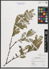 Foto von Salix glauca L.